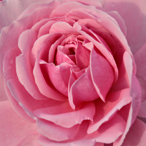 Поръчка на рози - Розов - Рози Флорибунда - дискретен аромат - Pоза Пухкави вълни - Ховард § Смит - Отвесно растящи стъбла във свежи листа.
